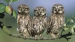 Three little owl juveniles perched on apple tree