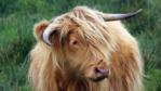 Scottish highland cattle
