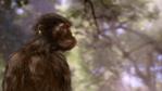 Australopithecus, an early human ancestor