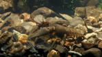 White-clawed crayfish in Ballinderry river,  Republic of Ireland