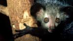 An aye-aye holding on to a tree