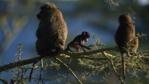 Olive baboons with baby in a thorn tree