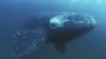 Bowhead whale just under the Arctic ice