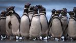 A group of Magellanic penguins on the beach