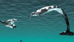 A pair of the early whales known as Basilosaurus