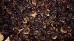 Tongue clicking bats roosting in a cave