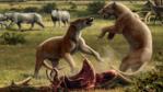 Two bear dogs fighting over a carcass