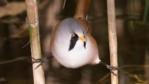 A bearded tit perched in a reed bed