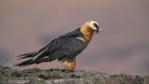 Bearded vulture standing on a rock