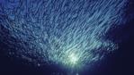 Juvenile needlefish schooling at sunset
