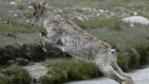 Bharal leaping across the river Bhagirathi in the Himalayas