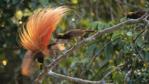 Bird of paradise displaying tail feathers
