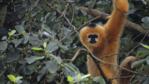 Black-crested gibbon in tree foliage looking towards the camera