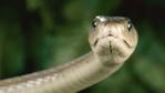 Profile of a black mamba snake