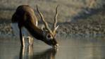 Young male blackbuck drinking