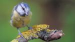 Blue tit landing on a tree branch