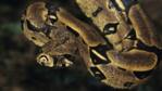 Boa constrictor suspended from a tree