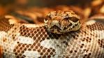 Close up on the head of a Dumeril's boa