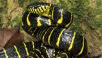 Mangrove cat snake in threat posture