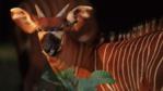 Profile of a bongo antelope