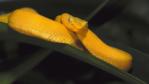 Gold eyelash viper coiled on palm leaf