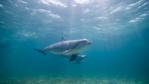Two bottlenose dolphins swimming underwater