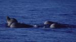 A pod of bottlenose whales