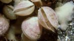 Brachiopods with shells partially open