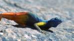 A colourful Broadley's flat lizard on a rock