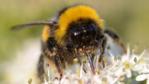 Bumble bee with full pollen sacs, in flight