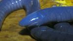 Close-up of a blue caecilian