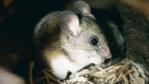A Californian mouse eating