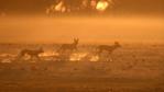 Three wild dogs on the move in morning mist