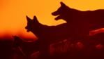 Dingo pack at sunset