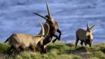 A group of ibexes fighting