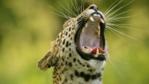 Close-up of a male leopard yawning
