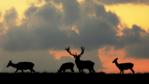 Silhouetted red deer stag and three does