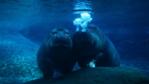 Two hippopotamuses underwater