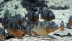 Group of piranha fish in a Brazilian river