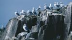 Black-legged kittiwakes at a clifftop colony