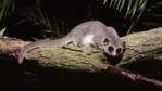 A fat-tailed dwarf lemur on a branch