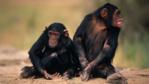Two juvenile chimpanzees