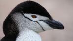Portrait of a chinstrap penguin