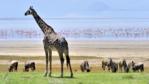 Giraffe and blue wildebeest stand in front of flamingos