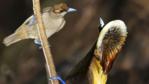 Male magnificent bird of paradise displaying to female