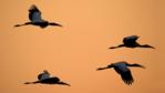 Four American wood ibis in flight