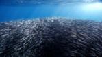 A tightly packed shoal of northern anchovies