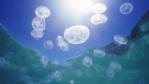 A shoal of jellyfish in the Pacific Ocean