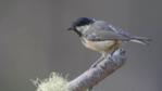 Coal tit perched on a branch