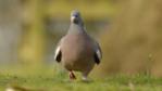 Wood pigeon walking in an urban park
